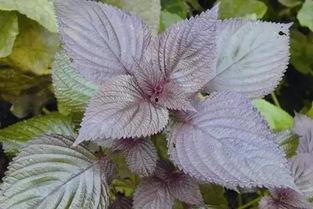 紫苏吃瓜故事结局